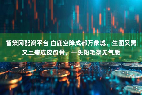 智策网配资平台 白鹿空降成都万象城，生图又黑又土瘦成皮包骨，一头粉毛毫无气质